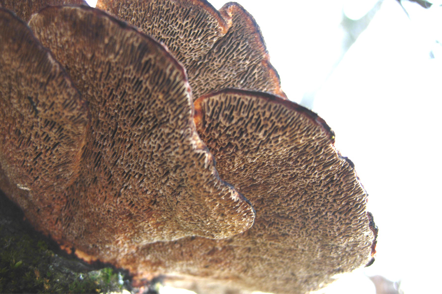 tanti funghi